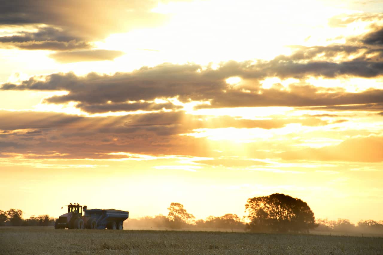 The wheat harvest gets under way on the property of grain producer Matthew Madden near Moree, Tuesday, November 2, 2021. Wheat crops across regional New South Wales are producing record yields with labour shortages a concern to farmers.