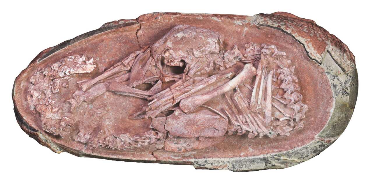 Photo of the oviraptorosaur embryo ‘Baby Yingliang’.