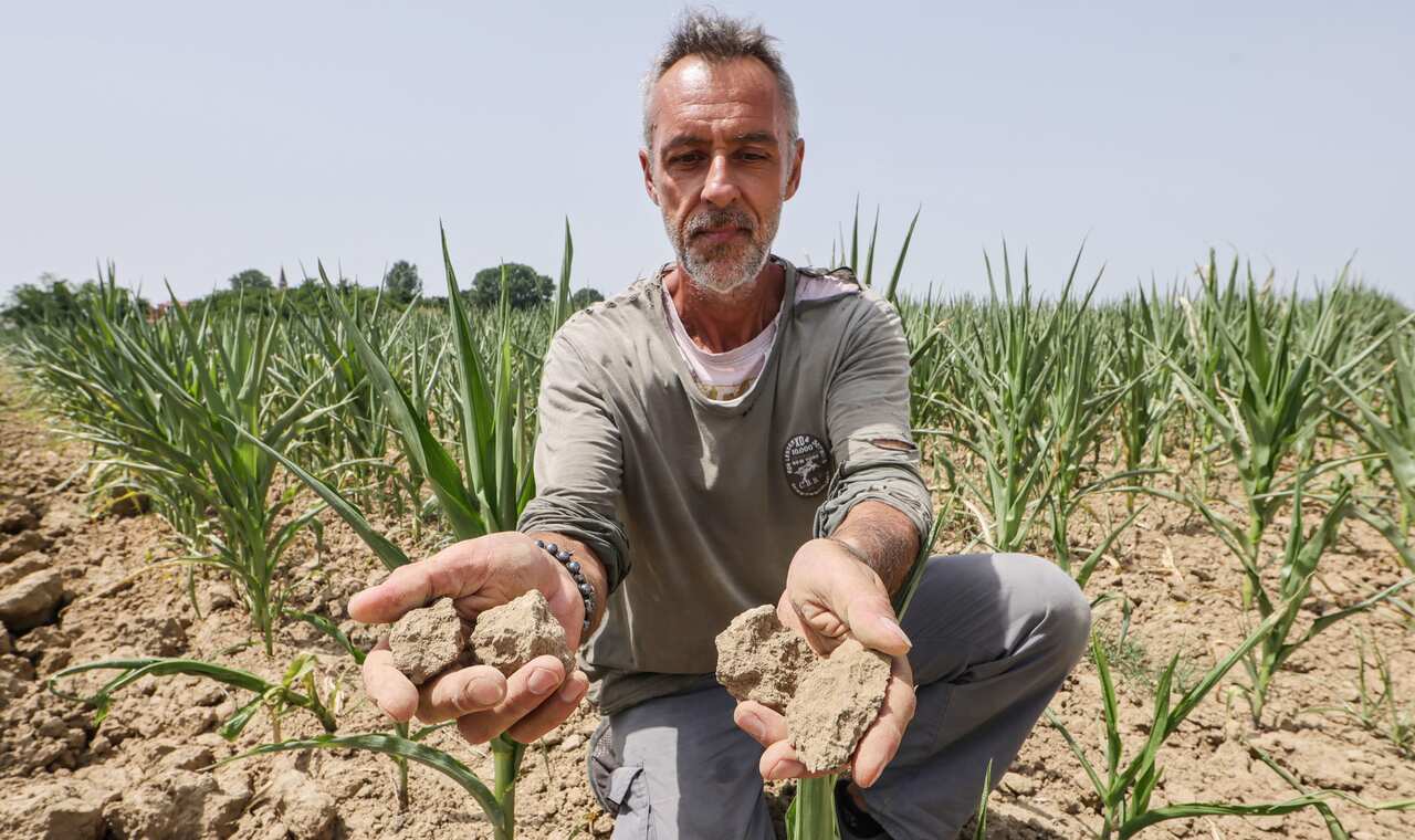 Stefano Lanzoni, un agricoltore che coltiva mais a Casalbuttano, in in provincia di Cremona, mostra lo stato del terreno 