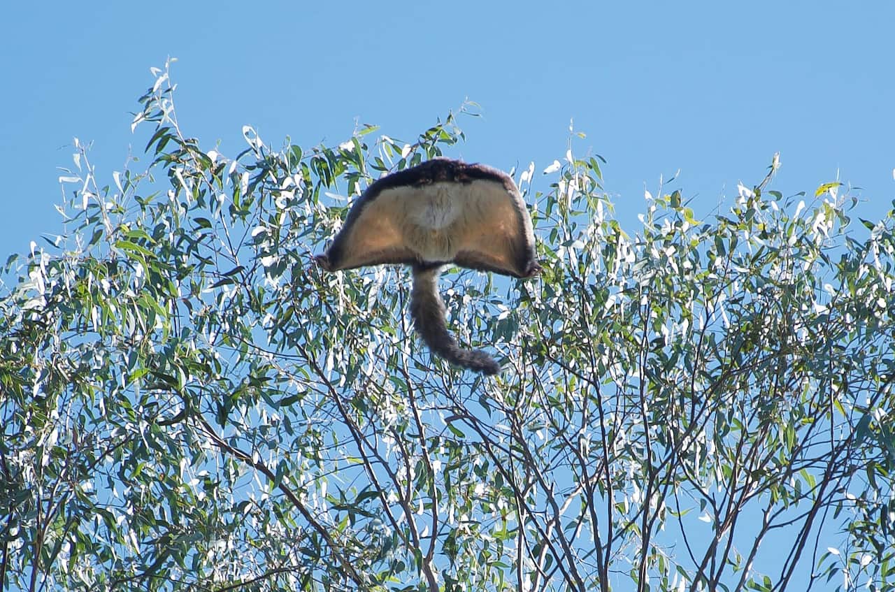 A greater glider in Logan, Queensland.