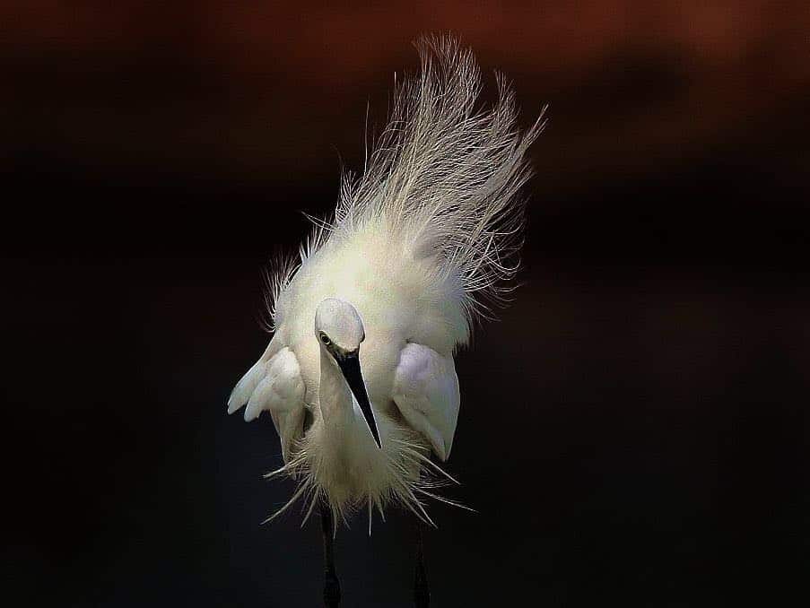 Mr.Feng and his paintings, photographs