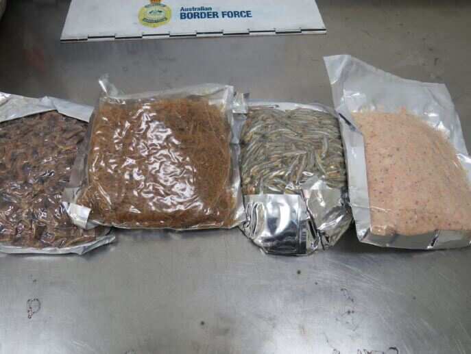 Ephedrine concealed in dried seafood