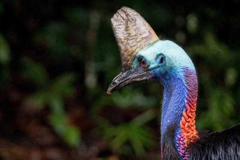 Cassowaries have a hard growth on their heads, known as a 'casque'.