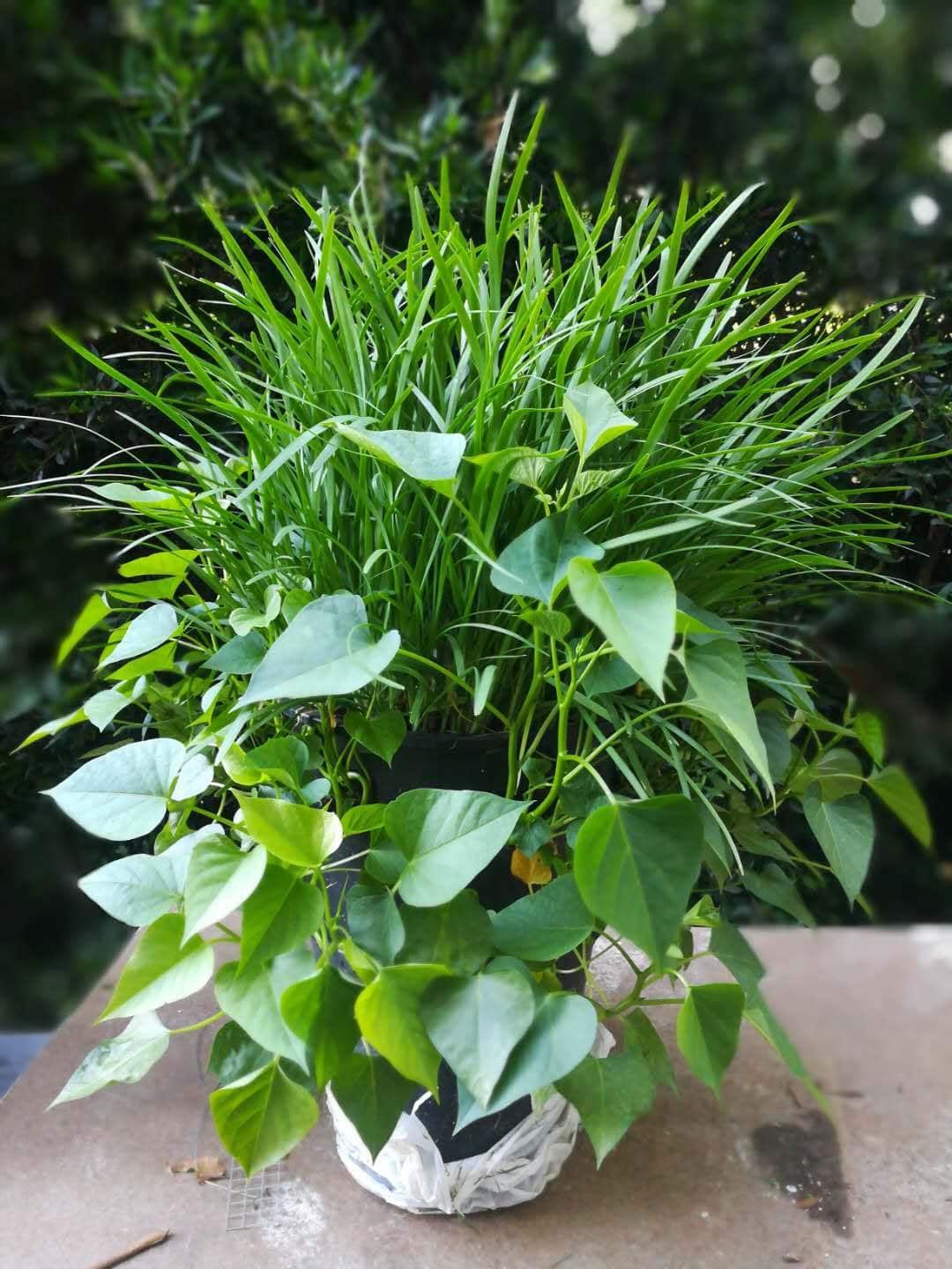 盆栽的番薯叶和韭菜