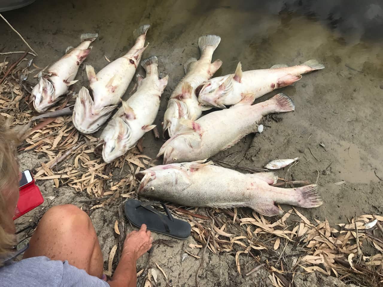 Fish deaths on the Darling River