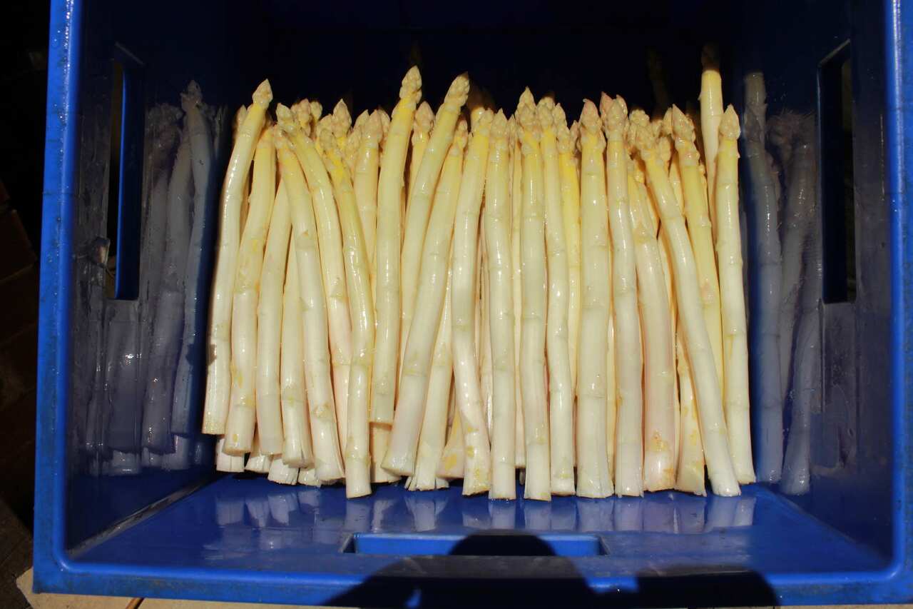 Frischer weißer Spargel