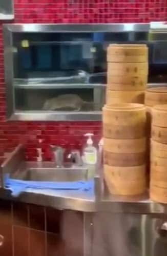 The giant rat was seen wondering around the shelves of Din Tai Fung in Sydney Westfield.