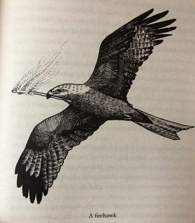 A drawing of a firehawk carrying a smoldered stick  