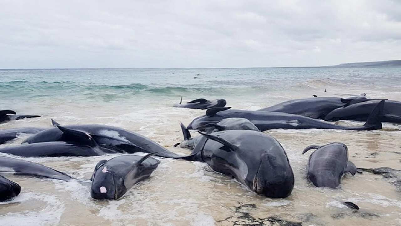 Some of the whales at Hamelin Bay, 10km north of Augusta.