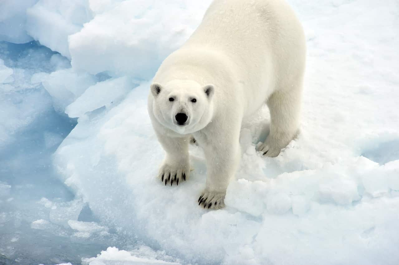 A polar bear on an ice floe in the Arctic Ocean, August 2017.