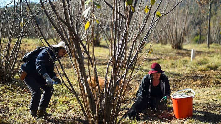  Labor will ramp up sponsor fees for temporary skilled workers from overseas if they win government. (AAP) 