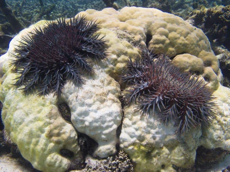 Crown of thorns starfish feeding on a coral head