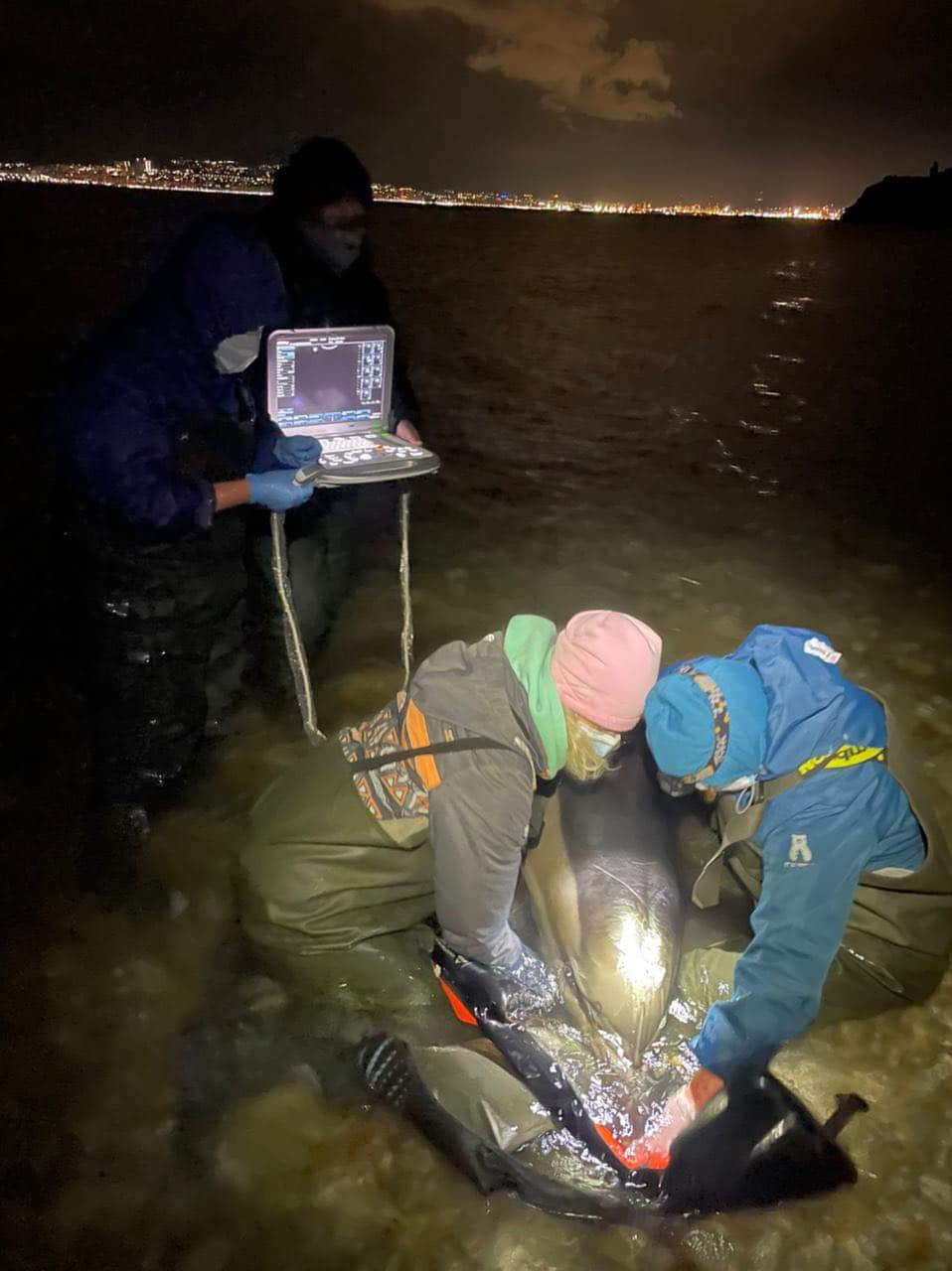 dolphin rescue Black Sea