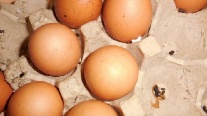 Images of Hong Hai Noodle Bar show pests settled in egg cartons