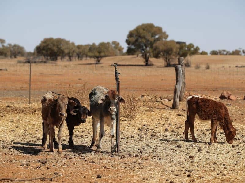 Cattle on drought stricken property