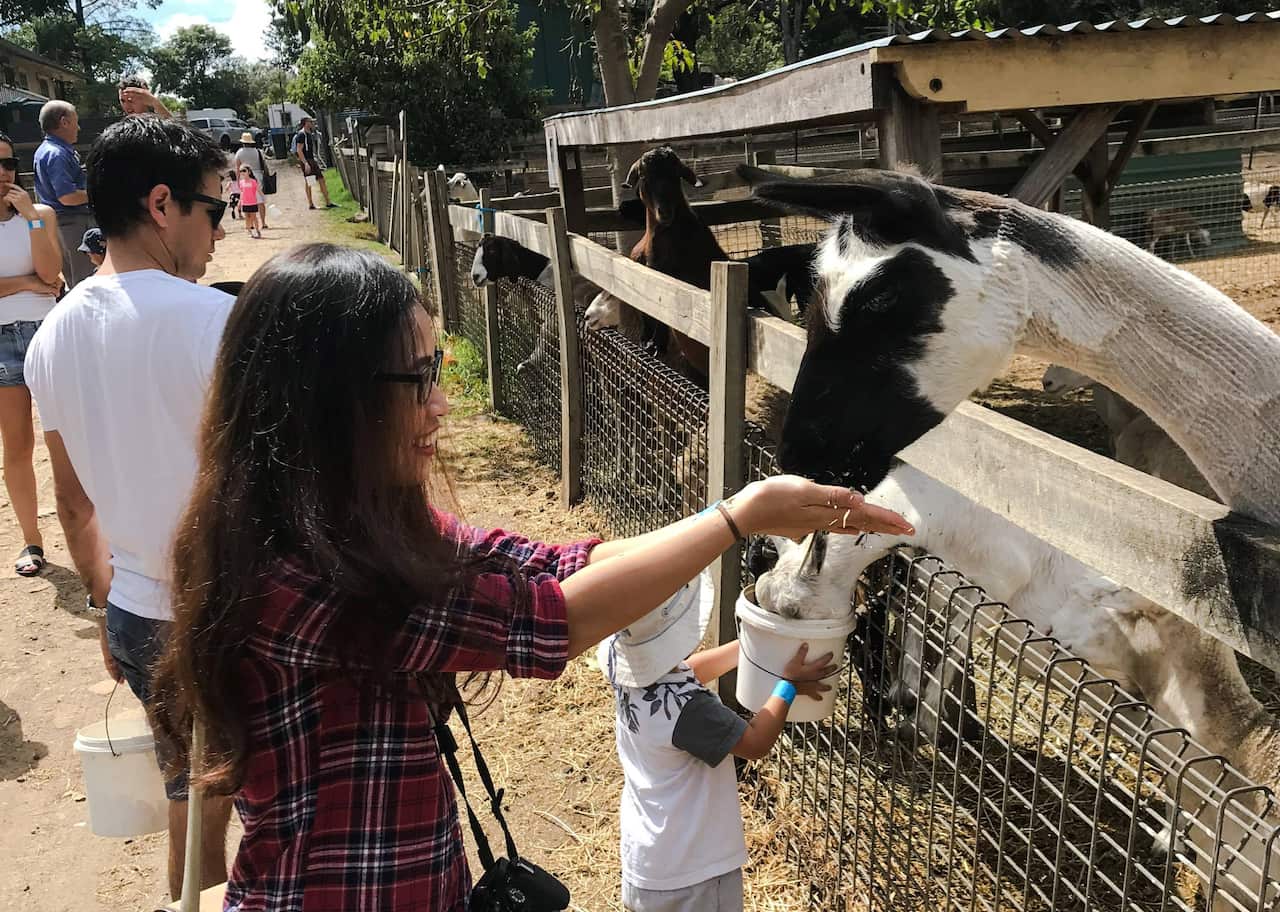 Golden Ridge Animal Farm