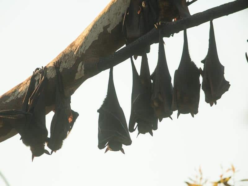 More than 500 flying foxes died in Sydney's heatwave over the weekend.