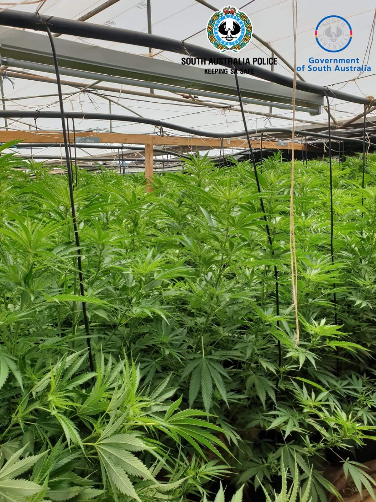A search of the property located a significant amount of cannabis plants of varying sizes.
