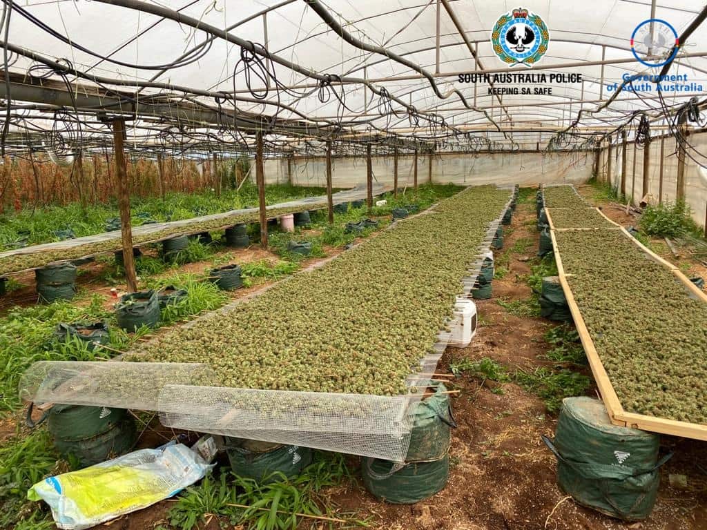 There was also a large amount of dried cannabis located and seized.