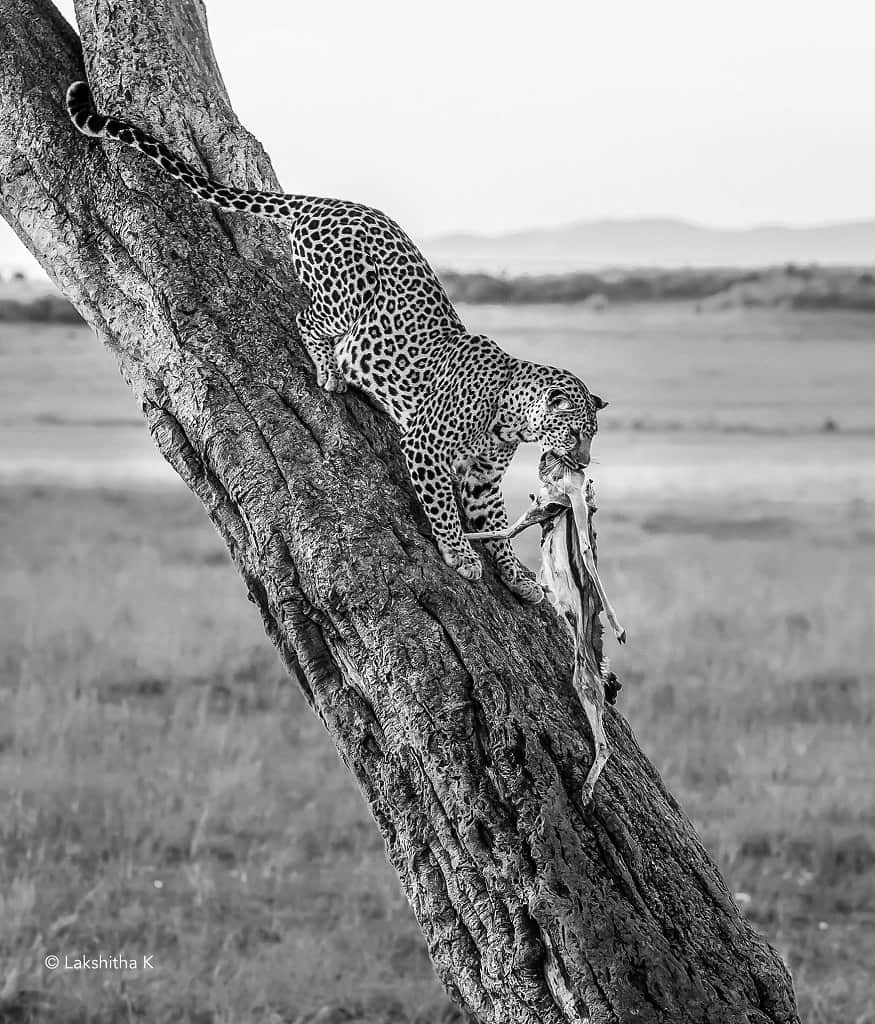 Sri Lankan Wildlife Photographer Lakshitha Karunarathne.