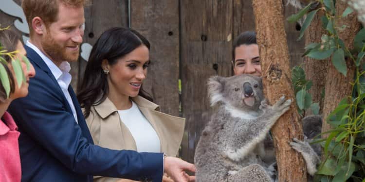Harry và Meghan với con Koala, một hình ảnh dẹp quảng bá cho nước Úc
