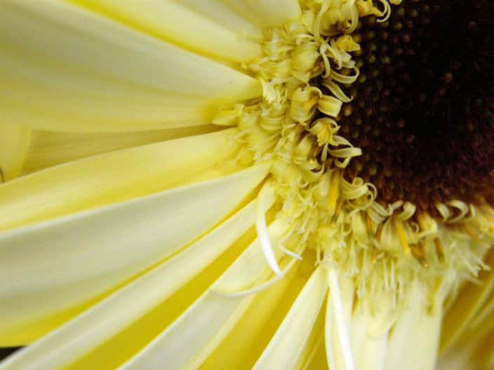 Macedonian Photography