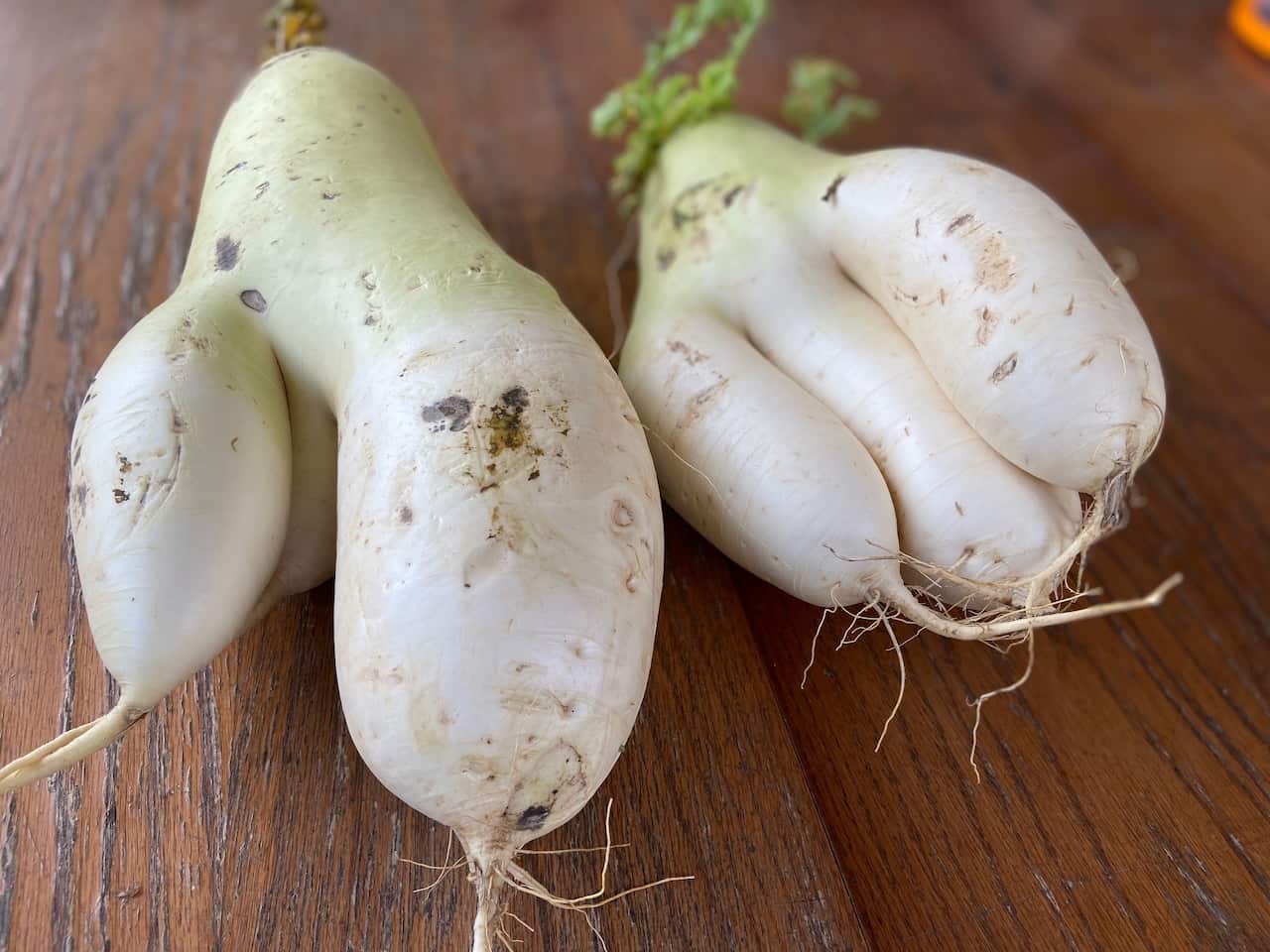 Cải trắng Hàn