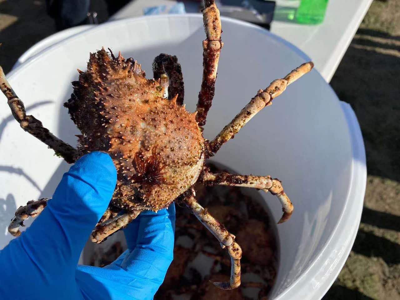 The captured spider crab