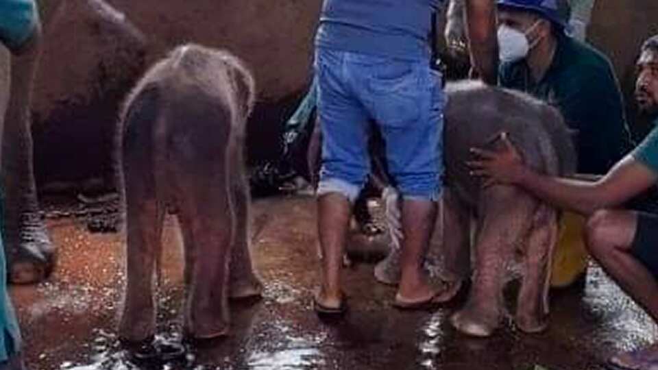 This handout photo from Sri Lanka's Pinnawala Elephant Orphanage taken on August 31, shows 25-year-old elephant Surangi with her twin calves born nearly five hours apart, making the first such birth at the facility set up in 1975 to care for destitute ele