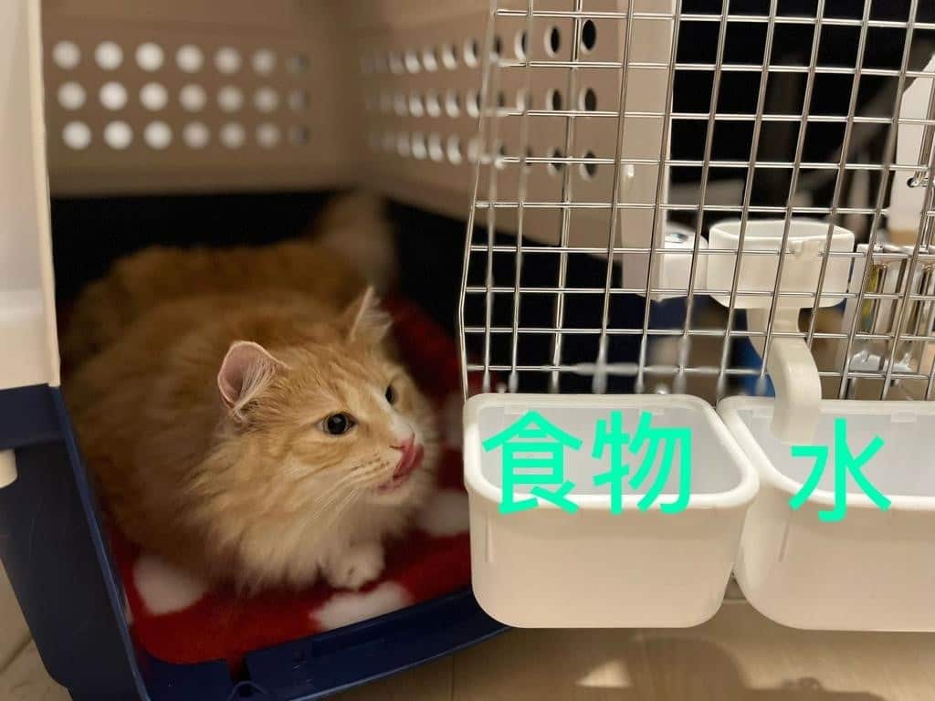 Importing Pet from HK