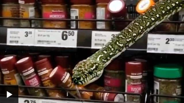 Snake slithers out of spice shelves at Sydney supermarket