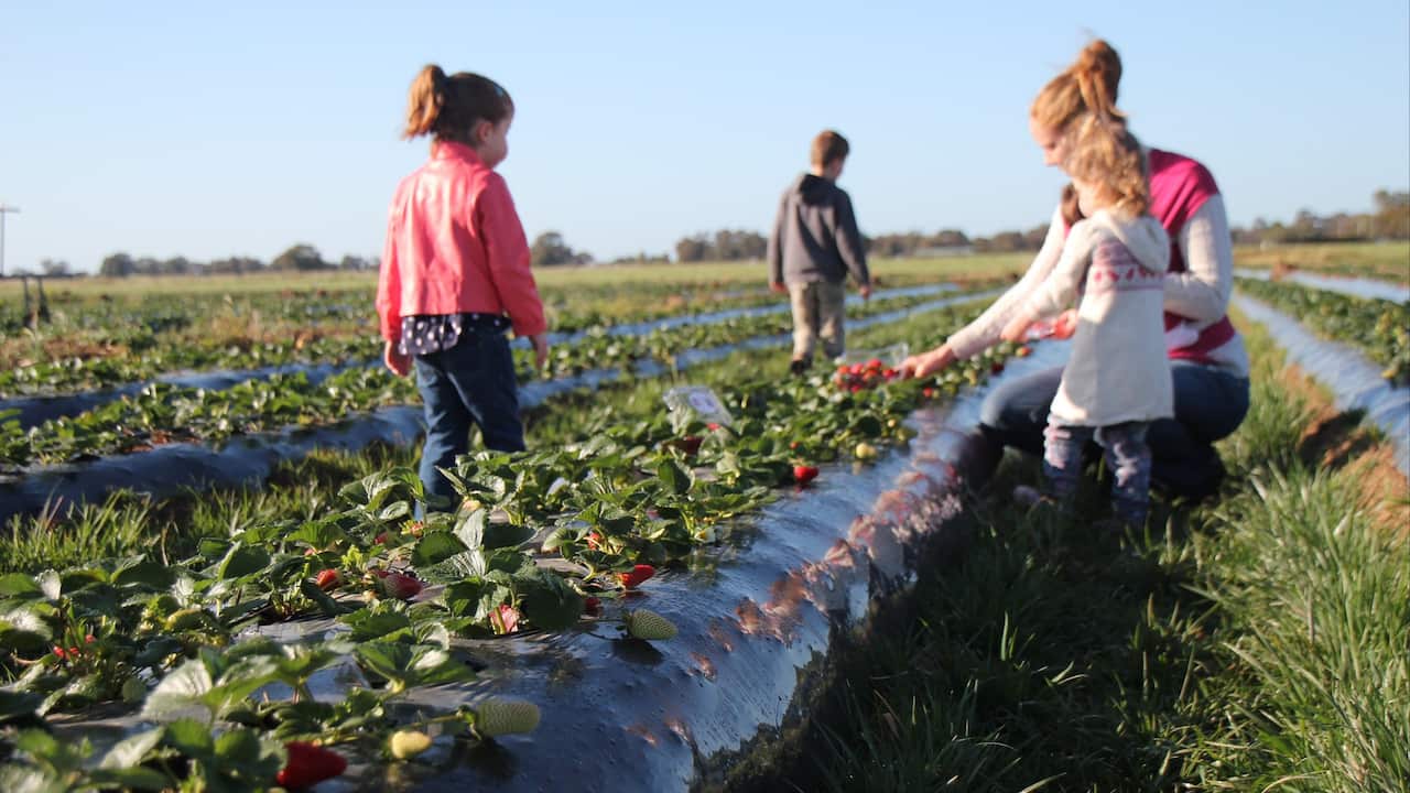 The Strawberry Pick, Echuca Village, Goulburn Murray Waters, Victoria, Australia