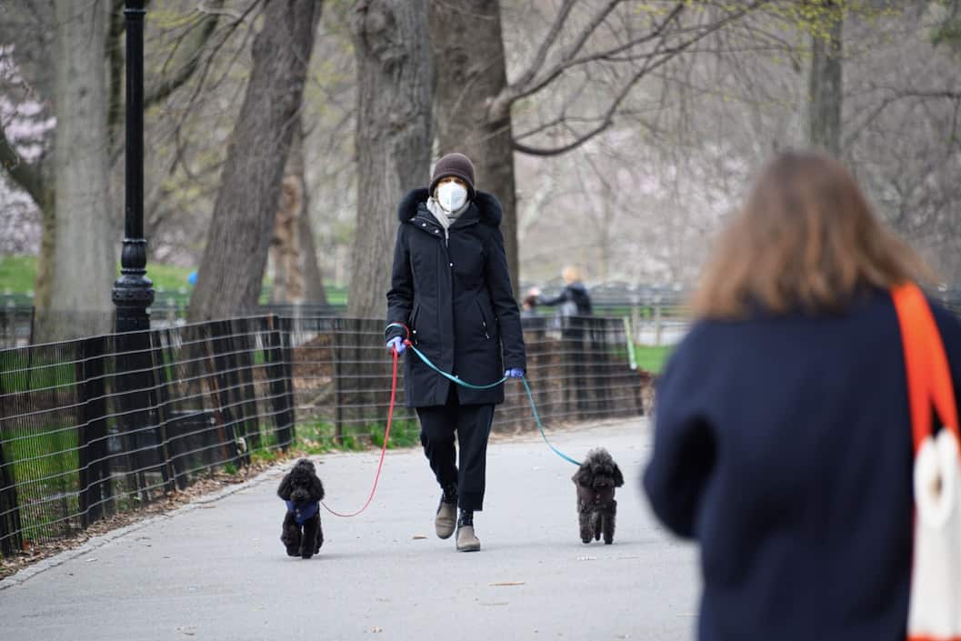 A woman walks her dogs in New York's Central Park.