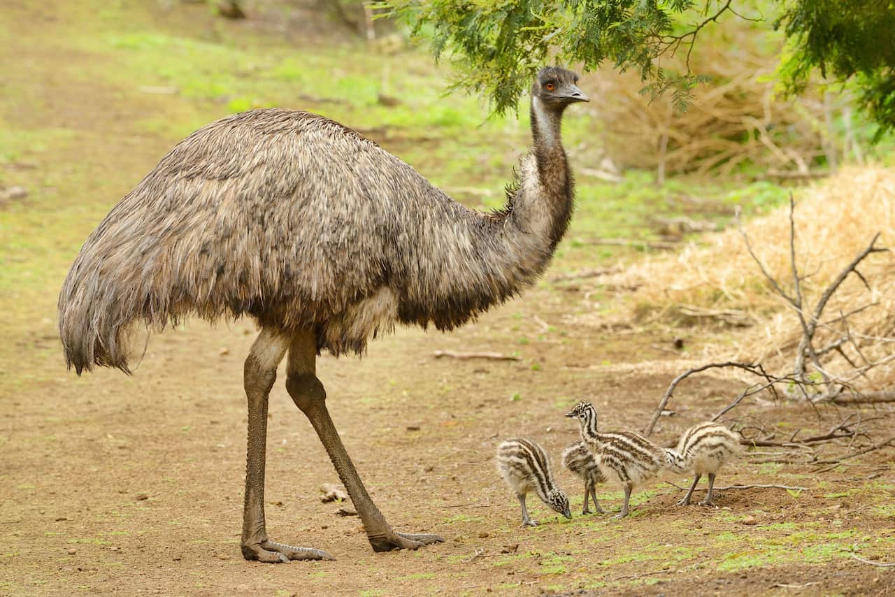 Emus don't have teeth, but their digestion process helps quandong and other native foods survive.