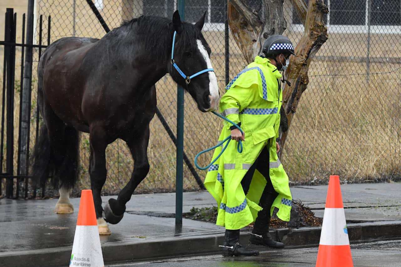 A NSW mounted police officer leads his horse onto its float outside the Liverpool Police Station in the southwestern suburb of Liverpool in Sydney.