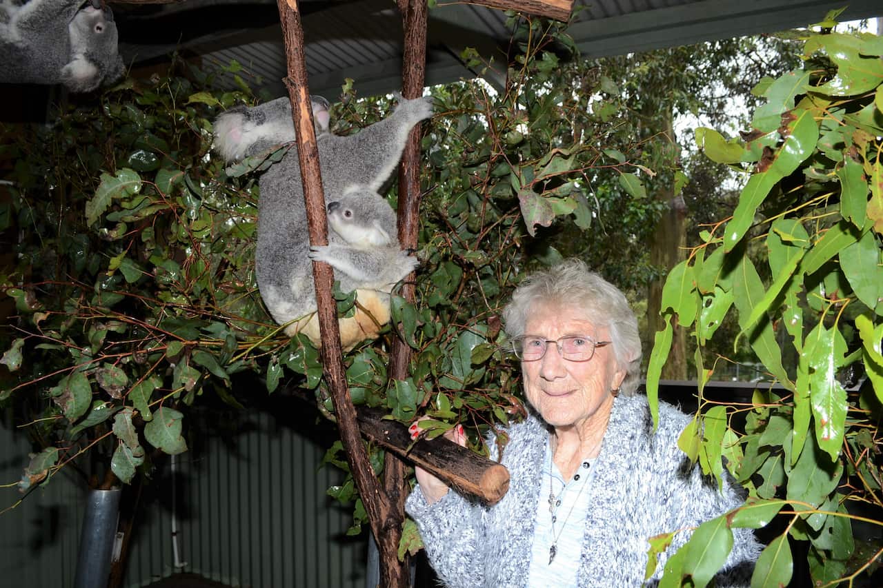 Australian Koala Foundation 