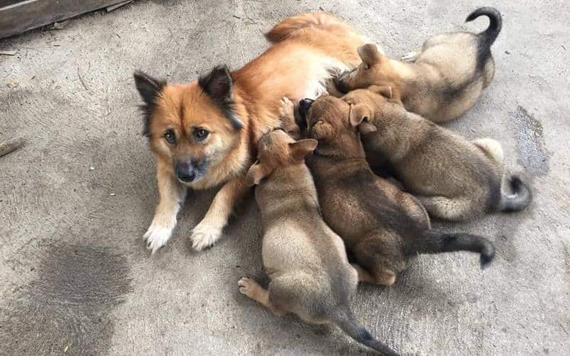 Ổ chó của "Chị Dậu' ngày nay nhưng không phải để mua gạo bỏ nồi mà mua cánh đồng lúa bát ngát, mua rứng mua biển, mua bầu trời trong xanh...