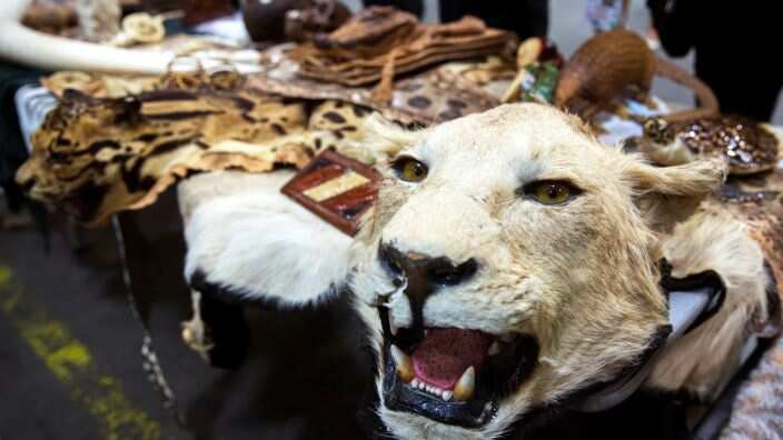  يحظر ادخال منتجات الحيوانات من فرو وعظام