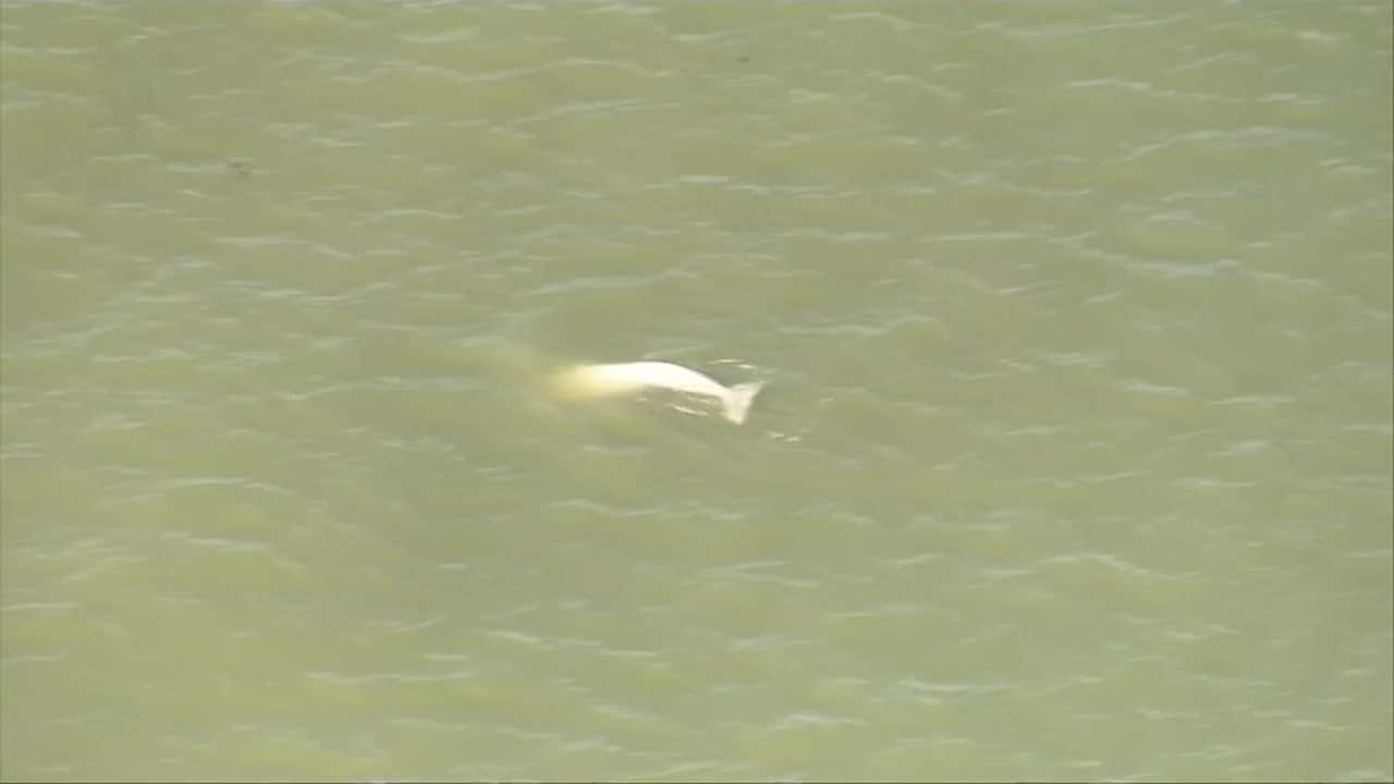 Beluga whale spotted in River Thames near London. 