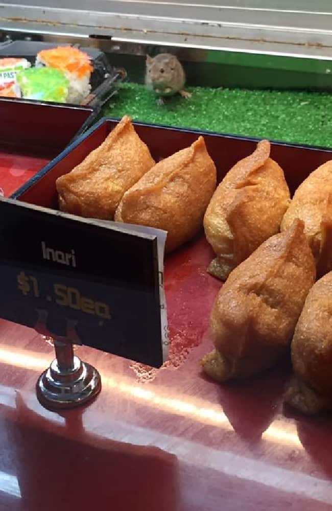 The hungry mouse explores the sweet inari rolls at Dozo Japanese Food Express.