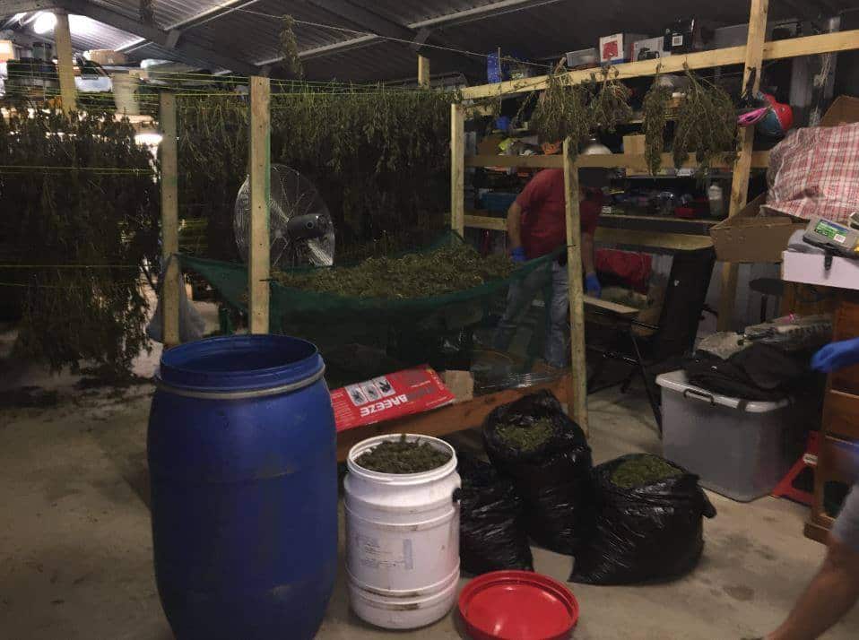 Police seize over 80kg of cannabis - Mid North Coast