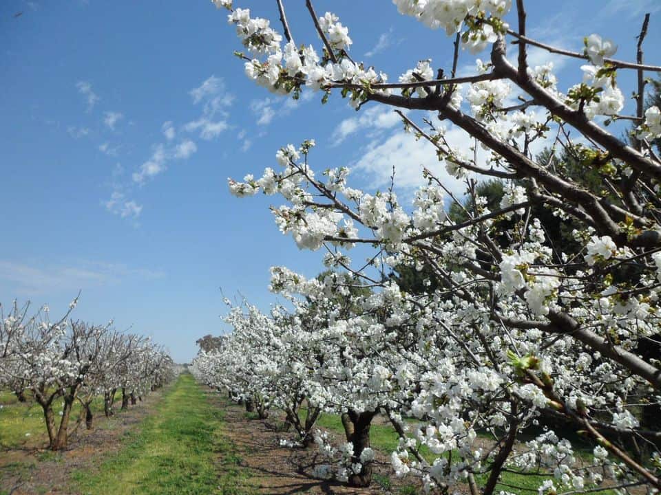 Rosemont Cherry Orchards, Monteagle