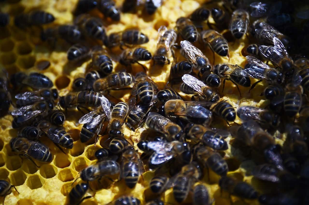 A swarm of 80,000 African honey bees have attacked a woman in California. 