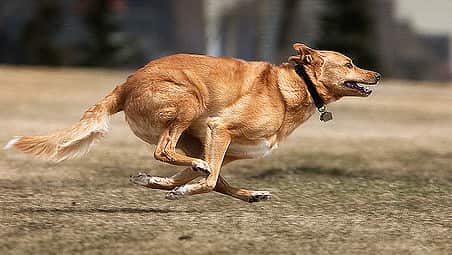 Running dog