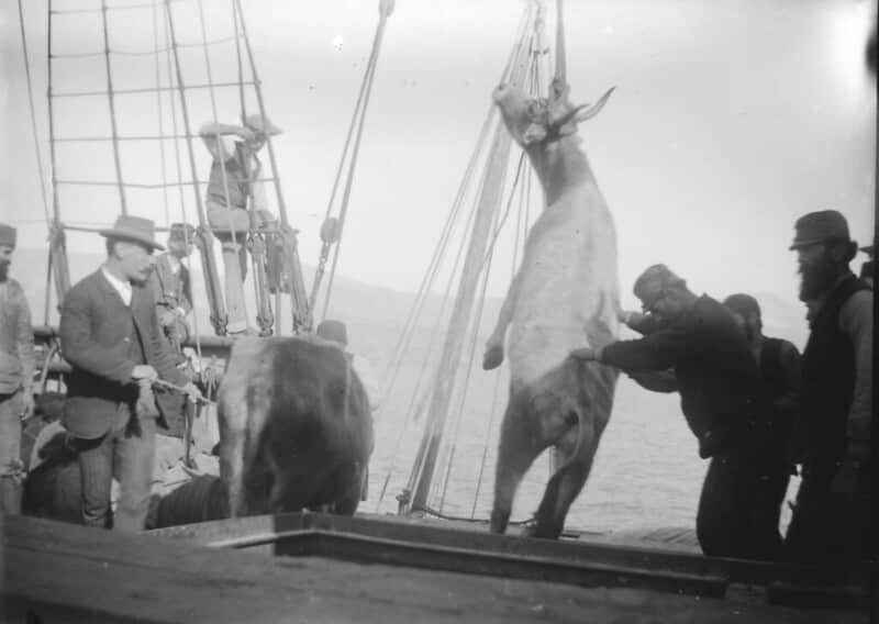 This photograph was taken by Nicholson Museum curator William J Woodhouse in Greece between 1890 and 1935.