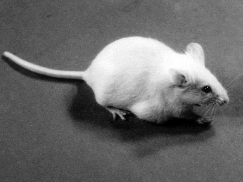 有人声称老鼠吃掉了收据。