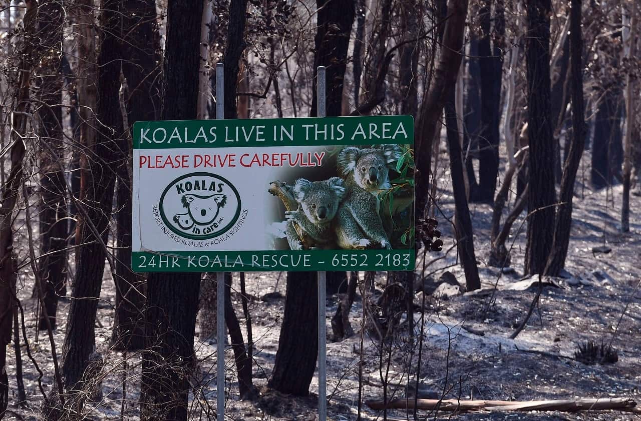 A sign, indicating koalas live in the area, stands in a burnt out forest near the town of Taree.