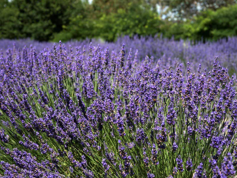 Crystal Brook Lavender Farm