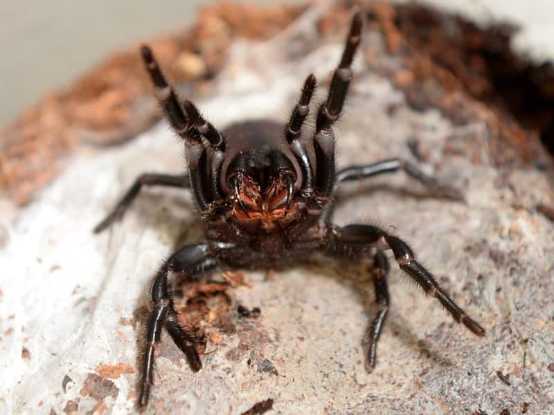 A female funnel web spider