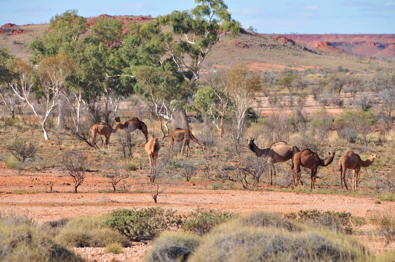 Thousands of wild camels to be shot dead in remote part of Australia